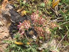 Anthyllis vulneraria rubriflora