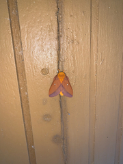 Anisota pellucida