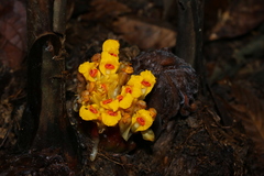 Etlingera fimbriobracteata