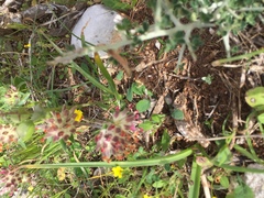 Anthyllis vulneraria rubriflora