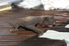 Cheiromeles torquatus