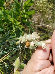 Coccinella prolongata