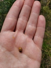 Coccinella prolongata