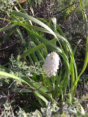 Anacamptis pyramidalis cerigensis