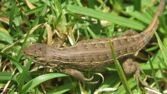 Sceloporus scalaris