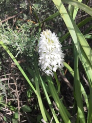 Anacamptis pyramidalis cerigensis