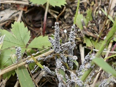 Didymiaceae