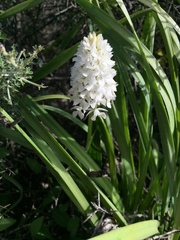 Anacamptis pyramidalis cerigensis