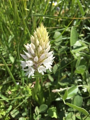 Anacamptis pyramidalis cerigensis
