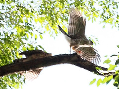 Accipiter cooperii