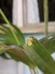 Cephrenes trichopepla