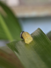 Cephrenes trichopepla