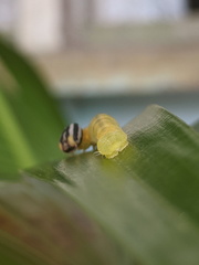 Cephrenes trichopepla