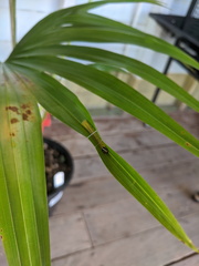 Cephrenes trichopepla