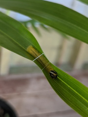 Cephrenes trichopepla