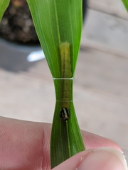 Cephrenes trichopepla