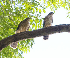 Accipiter cooperii