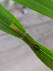 Cephrenes trichopepla