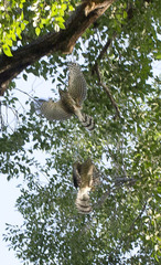 Accipiter cooperii