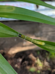 Cephrenes trichopepla