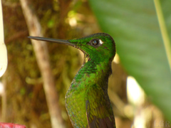 Heliodoxa imperatrix