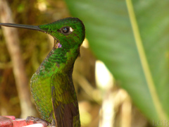 Heliodoxa imperatrix