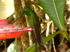 Heliodoxa imperatrix