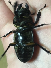 Lucanus maculifemoratus