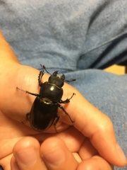 Lucanus maculifemoratus