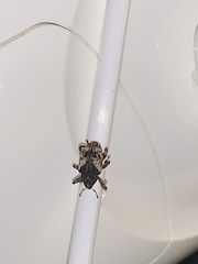 Cryptorhynchus fuscatus