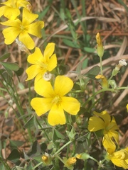 Oxalis texana