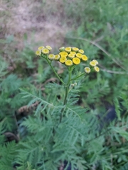 Tanacetum vulgare