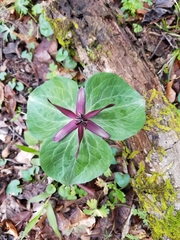 Trillium stamineum