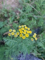 Tanacetum vulgare