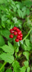 Actaea rubra rubra