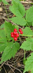 Actaea rubra rubra