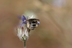Callimelissodes
