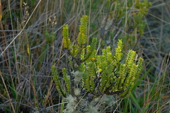 Pimelea traversii traversii