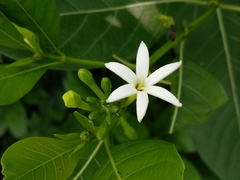Morinda coreia