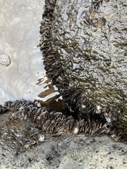 Isognomon