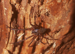 Stiphidiidae