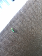 Draeculacephala antica