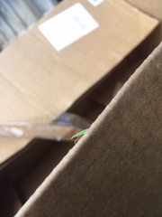 Draeculacephala antica