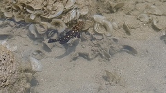 Epinephelus coeruleopunctatus