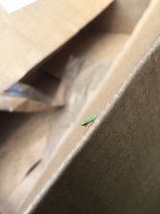 Draeculacephala antica