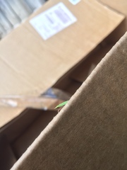 Draeculacephala antica