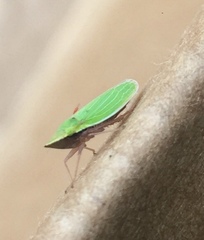 Draeculacephala antica