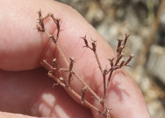 Chorizanthe leptotheca