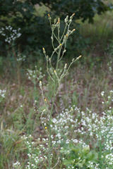 Hieracium longipilum