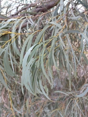 Acacia harpophylla